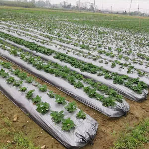 ฟิล์มคลุมดินชนิด LDPE สีทองดำ สำหรับฟาร์ม ป้องกันการเสื่อมสภาพ 1 ปี สำหรับโรงเรือนปลูกผัก - Product Image 4