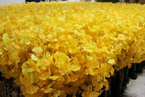 <span class=keywords><strong>Ginkgo</strong></span> <span class=keywords><strong>Biloba</strong></span> artificiel vivant résistant aux UV de 2m de haut avec feuilles jaunes pour décoration de <span class=keywords><strong>jardin</strong></span> extérieur personnalisé en usine - Product Image 5