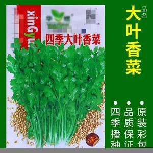 ผักตกแต่งสวนดอกไม้หลากหลายชนิดสำหรับปลูกในสวนและสนามหญ้า - Product Image 3