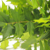 Feuilles artificielles de mahonia au toucher réel en gros pour décorations de mariage, Noël, Pâques - pour la maison, l'hôtel, le jardin