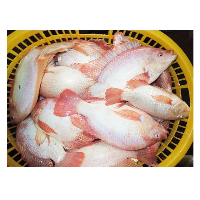 Frozen IQF Tilapia Merah Utuh Bulat Utuh