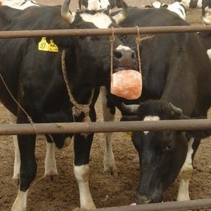 Himalayan animale leccare il blocco di sale Himalayan naturale rosa leccare il sale con la corda per il bestiame cavalli conigli di cervo ovini bovini - Product Image 3