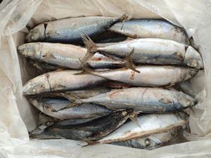 Atún 300-500g Fresco Congelado con Tecnología Juice-Lock de Alto Rendimiento para Plantas de Procesamiento de Alimentos - Product Image 3