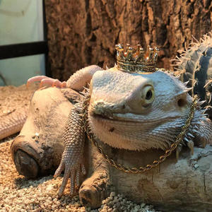 <span class=keywords><strong>Disfraz</strong></span> Ecológico <span class=keywords><strong>de</strong></span> Lagarto para Mascotas, Corona, Sombrero, Collar, <span class=keywords><strong>Disfraz</strong></span> <span class=keywords><strong>de</strong></span> Camaleón para Halloween, para Mascotas Pequeñas como Ardillas - Product Image 2