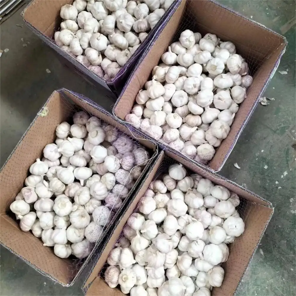 4.5cm-6.5cm/package in carton/bag for Import/Export China fersh Garlic Price in Cheap