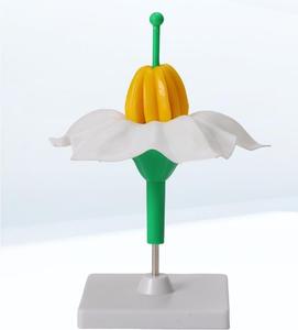 Modelo de Estructura de Flor de Papa Ampliada 5 Veces con Base Desmontable, Modelo de Anatomía Floral para la Enseñanza de Biología - Product Image 5
