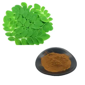 HongDa Factory Supply Pure Moringa Leaf Extract Powder Flavonoids 5% Moringa Leaf Powder