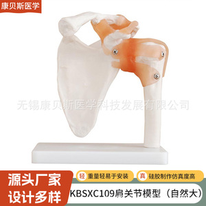 Modèle d'articulation de l'épaule KBS/XC109, Modèle d'articulation de l'épaule avec ligaments naturellement extensibles, Modèle de scapule, Modèle pédagogique de la poche pédiculaire - Product Image 1