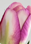 Tanaman Tulip Buatan 2 Tangkai Bunga Tulip Palsu Dengan Pot Plastik Berbagai Warna Dekorasi Meja Rumah