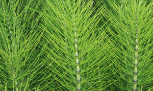 Fabrika kaynağı 100% doğal atkuyruğu özü 10:1 beslenme desteği ve cilt sağlık atkuyruğu tozu atkuyruğu özü tozu - Product Image 3