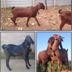 Upgraded Iron Crisp Loud <b>Bell</b> Spread Farther New Youmu Animal Tracking for Cattle Livestock Husbandry - Product Image 6