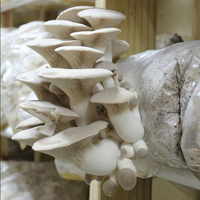 Kit de culture de champignons 200 pièces, respirant, à gousset unique, avec patch filtre, vente directe d'usine