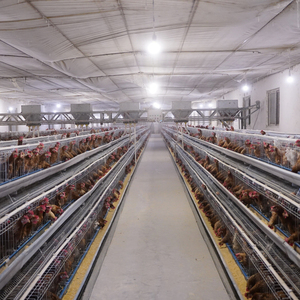 <strong>Chicken</strong> Cage for Layers Poultry Farming <strong>Egg</strong> <strong>Chicken</strong> Cage <strong>Egg</strong> Layer <strong>Chicken</strong> Cage - Product Image 5