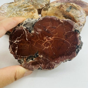 Vente en gros de dalle fossile en bois poli en bois pétrifié naturel tranche de spécimen de pierre brute décoration artisanat pièce de bois pétrifié - Product Image 4