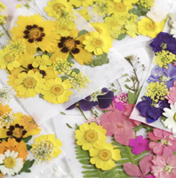 Early Riser Fleurs Séchées Naturelles Nouvelle Combinaison Pack De Fleurs pour DIY Résine Cadre Lampe De Table True Leaf Plante Spécimen