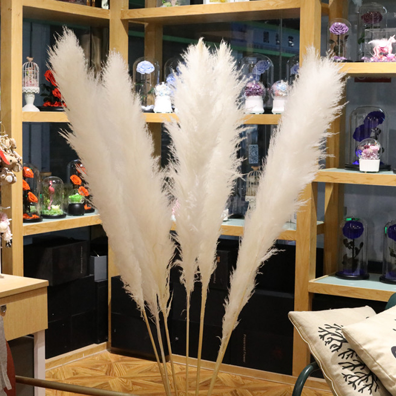 70-90cm plume white pampas