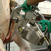 Scie à découper la viande de bœuf pour ligne de traitement de la viande bovine, scies fiables