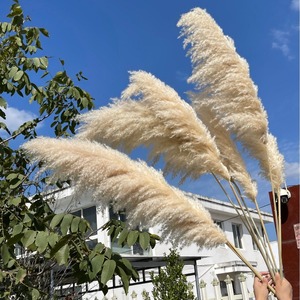 Pampas Secas Nórdicas al por Mayor, Flor Artificial Seca para Decoración del Hogar y Bodas, Pampas Naturales Secas al por Mayor - Product Image 3