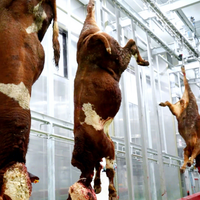 Ligne d'abattage de bétail commerciale, équipement d'abattoir de bœuf industriel, machinerie complète d'abattage de vaches