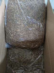 Mealworm umpan serangga (Tenebrio Molitor) -Protein tinggi, aditif-gratis untuk ayam, hamster, reptil & burung liar - Product Image 4