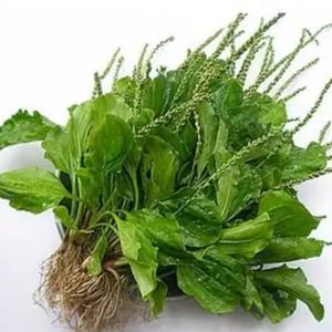 Лидер продаж, натуральный экстракт травы подорожника, порошок травы подорожника - Product Image 2