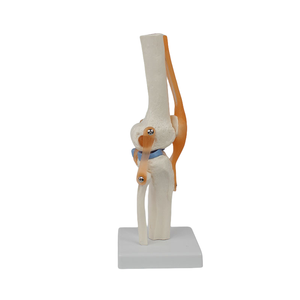 유연한 <span class=keywords><strong>PVC</strong></span> 무릎 관절 모델 병원 및 훈련을위한 인대 및 반월 상 연골이있는 의료 기능 골격 - Product Image 5