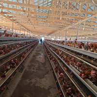 Cages à poules pondeuses avec système d'alimentation et d'abreuvement automatiques, équipement d'élevage avicole de grande capacité, directement de l'usine