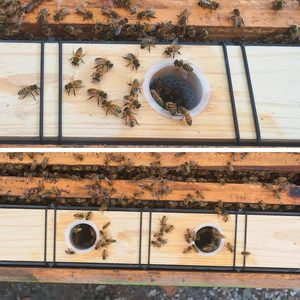 Lot de 2 abreuvoirs à abeilles de 3,5 L, distributeur de sirop pour ruche à 10 cadres, outils essentiels d'apiculture pour l'alimentation printanière - Product Image 5