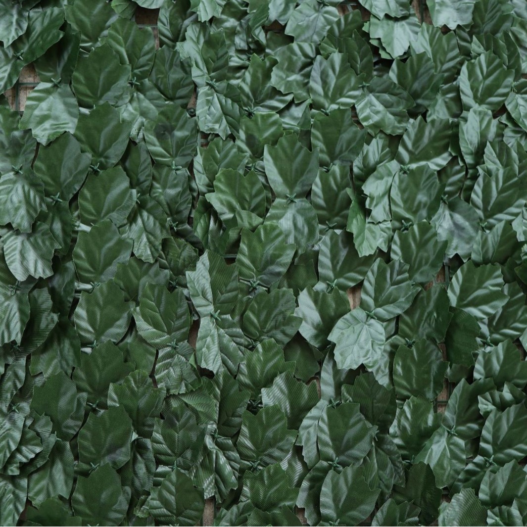 Feuilles d'érable