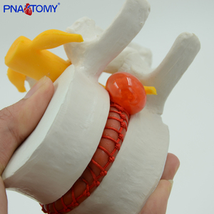 Modelo Lumbar <span class=keywords><strong>humano</strong></span> agrandado, <span class=keywords><strong>sistema</strong></span> esqueleto de Anatomía de la columna vertebral, PNT-0138 - Product Image 5