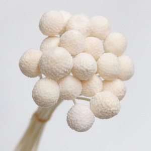 Arrangements de bouquets de plantes <span class=keywords><strong>séchées</strong></span> naturelles Craspedia Globosa, <span class=keywords><strong>fleurs</strong></span> <span class=keywords><strong>séchées</strong></span> jaunes Billy Buttons, bouquets décoratifs - Product Image 6