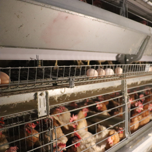 Cage d'élevage de poulets en couches pour poulailler 10000 avec voiture d'alimentation automatique et ceinture de nettoyage du fumier. - Product Image 5