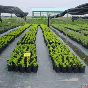 1.2m 1x10m nhiệm vụ nặng nề che phủ <span class=keywords><strong>PP</strong></span> phân hủy sinh học chống cỏ dại kiểm soát Mat rào cản nhựa trắng nông nghiệp chốt móng tay pin - Product Image 5