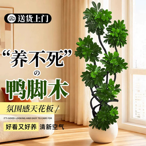Duckfoot <b>Tree</b> Large Indoor Plant Pot <b>For</b> Living Room Home Decoration Minimalist Style Concrete <b>Planter</b> - Product Image 4