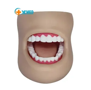Modelos de cuidado dentário, modelos de ensino clínico dentário em plástico com bochecha e músculos