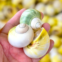 Escargots de mer naturels coquilles avocat escargots ermite crabes pétoncles coquilles de remplacement poisson pour l'aménagement paysager maison amour