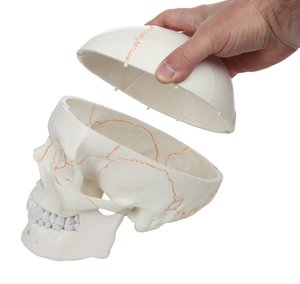 Gelsonlab-Cráneo humano <span class=keywords><strong>de</strong></span> 3 partes, tamaño real, numerado con calvarium extraíble para ciencia médica - Product Image 5
