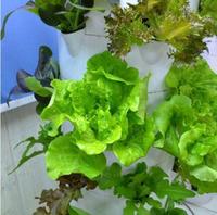 Serre agricole pour la culture de plantes Tour aéroponique Jardin Système hydroponique vertical Tour pétale d'herbes végétales d'intérieur
