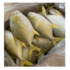 Proveedor de China, alta calidad, cultivo congelado, pez Pompano dorado, pompano dorado halal, precio al por mayor 200-300 300-500.600-800 - Product Image 6