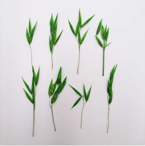 12 unids/bolsa <span class=keywords><strong>Avena</strong></span> con ramas, manualidades, fabricación de plantas naturales, flor prensada Real para Resina - Product Image 6