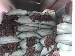 SARGASSUM-algas marinas secas, fertilizante de algodón, musgo de mar - Product Image 2