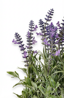 Bunga Lavender Plastik Berkualitas Tinggi, Bunga Lavender Dekoratif Ungu, Lavender Grosir untuk Dekorasi Rumah dan Pernikahan