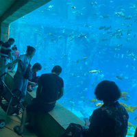 Panneau de visualisation transparent en acrylique à haute dureté et à épissure sans couture pour aquarium public commercial