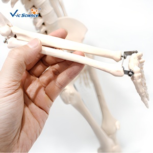 Esqueleto <span class=keywords><strong>Humano</strong></span> a Medio <span class=keywords><strong>Cuerpo</strong></span> de 85 cm con <span class=keywords><strong>4</strong></span> Curvaturas y Articulaciones Móviles para Entrenamiento Ortopédico, con Certificaciones CE, ISO, ROHS y CNAS - Product Image 6