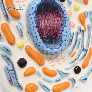 Modèle de grossissement de cellules animales, outil pédagogique biologique détachable pour les cours de biologie au collège et au lycée - Product Image 4