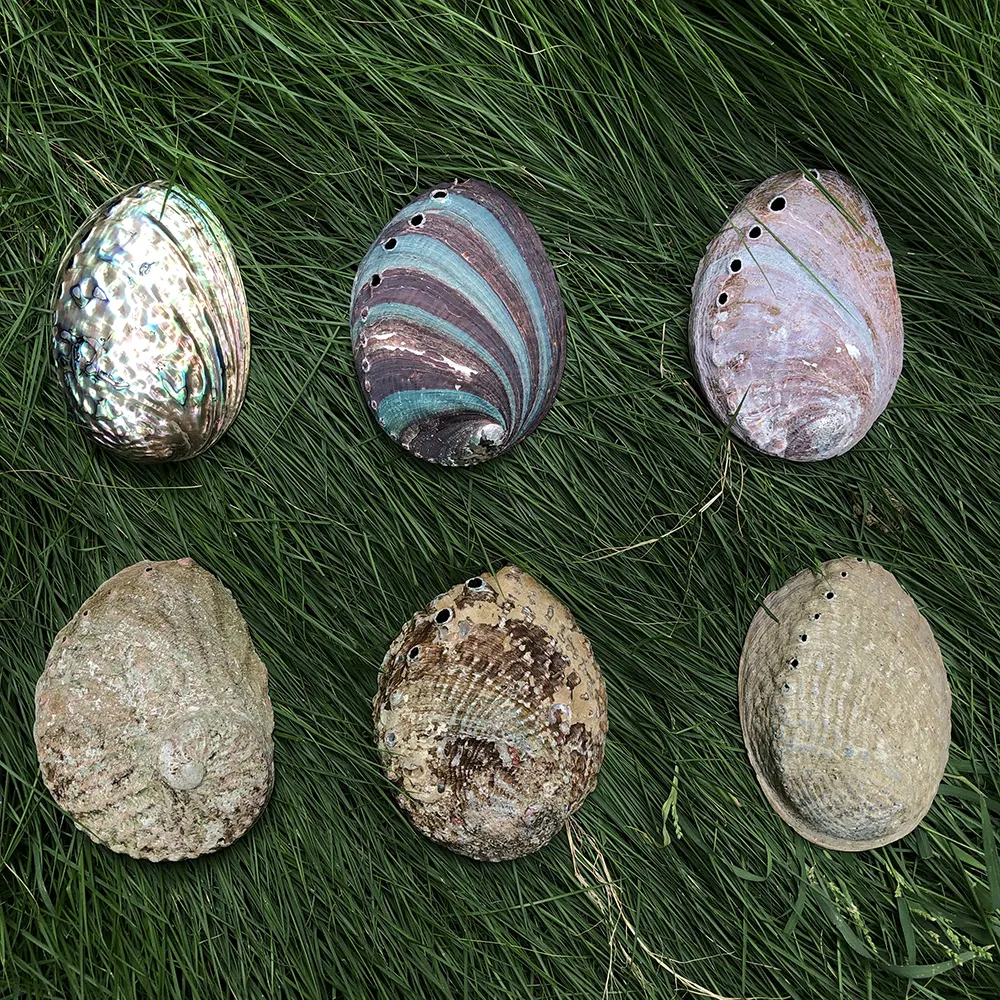 Celion Smudge Bowl Meerdere Specificaties Abalone Shell Voor Salie Vlekken