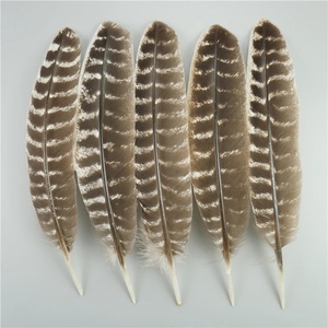Lote de 10 Plumas de Águila Naturales para Manualidades, Accesorios para Tocados, Decoración Festiva, Plumas de Carnaval, Decoración DIY - Product Image 5