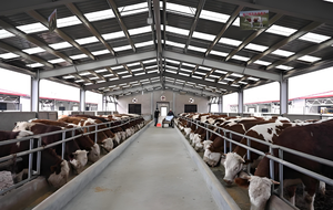 Bâtiment de ferme avicole préfabriqué en structure métallique - Product Image 4