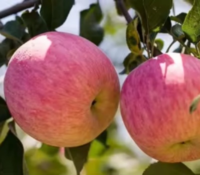 Китайское сладкое свежее яблоко Fuji для продажи