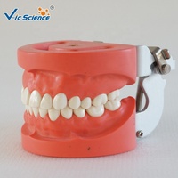 Modelo Dental Estándar de 28 Dientes con Encías Duras, Articulador FE para Prácticas de Enseñanza Dental, con Certificaciones CE, ISO, ROHS y CNAS